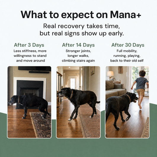 Mana+ Advanced Recovery Serum